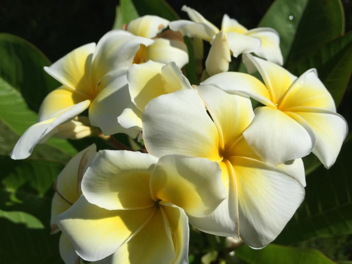Guest House Annsea Ishigaki  Esterno foto