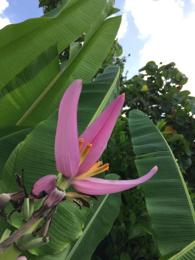 Guest House Annsea Ishigaki  Esterno foto