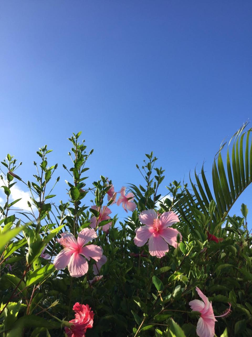 Guest House Annsea Ishigaki  Esterno foto
