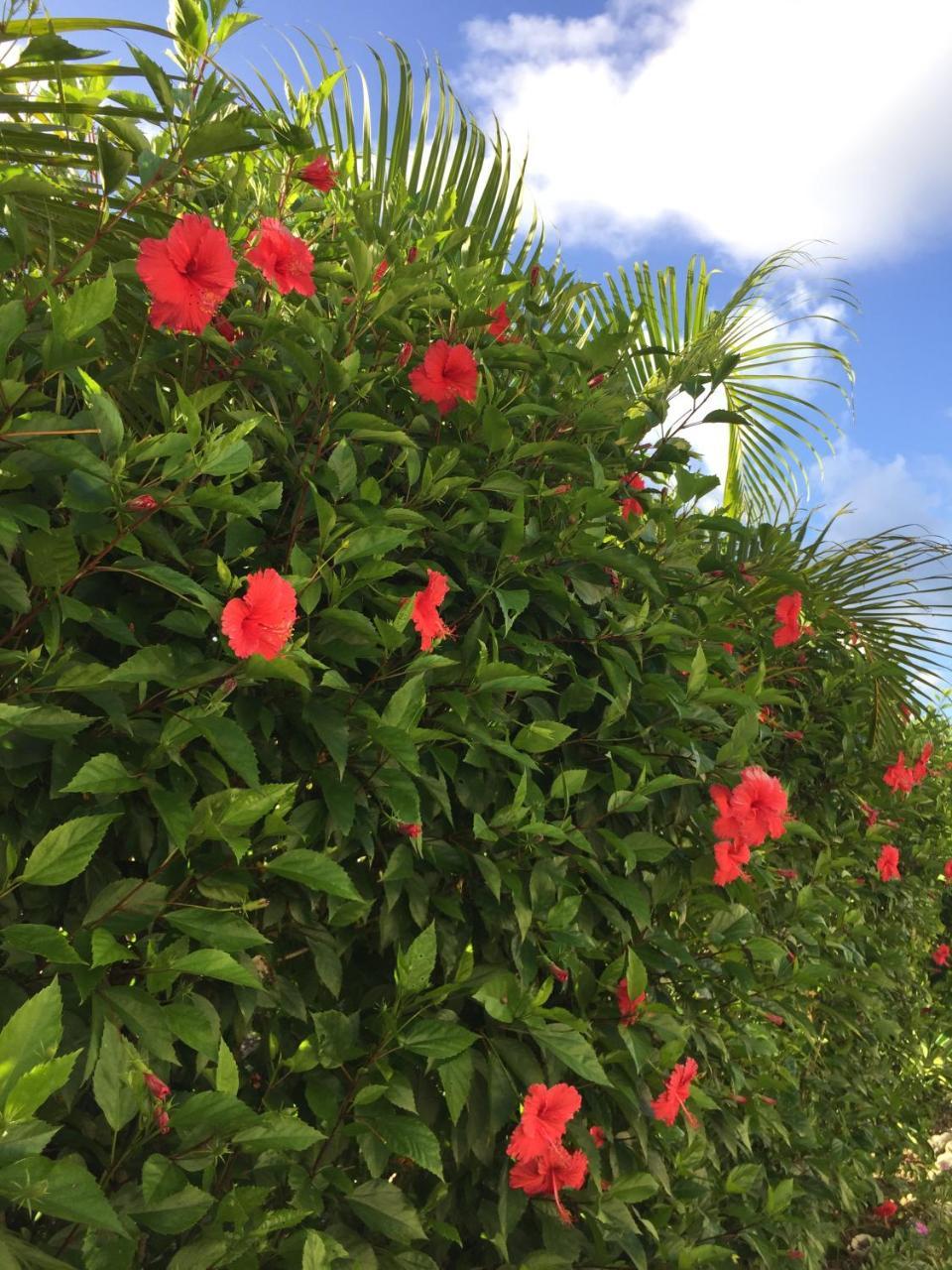 Guest House Annsea Ishigaki  Esterno foto